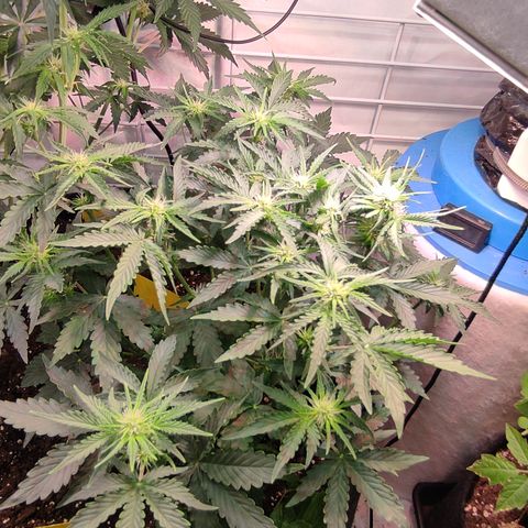 GMO Auto  growlog timeline photo