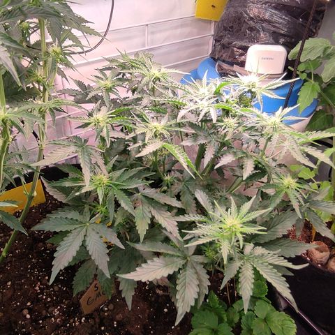 GMO Auto  growlog timeline photo