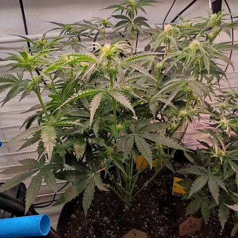 Runtz F1 Auto #1 growlog timeline photo