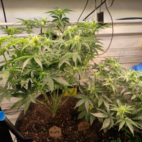 Runtz F1 Auto #1 growlog timeline photo