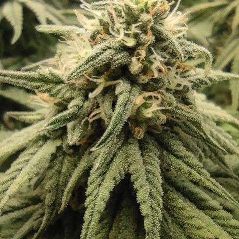 Northern Lights #3 growlog timeline photo