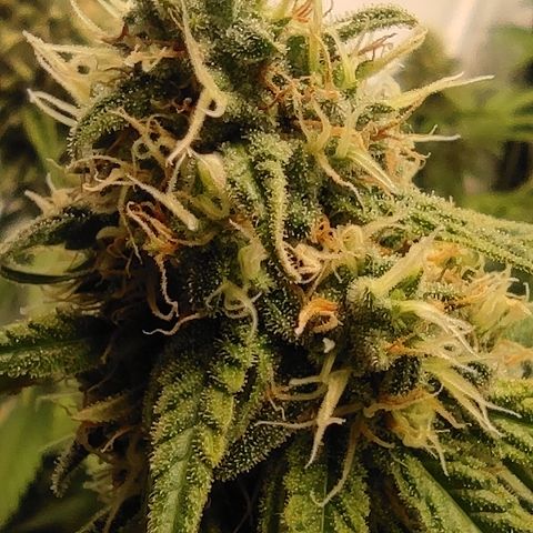Critical #1 growlog timeline photo