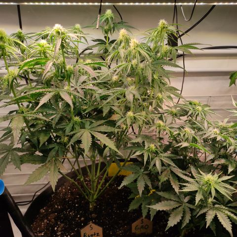 Runtz F1 Auto #1 growlog timeline photo