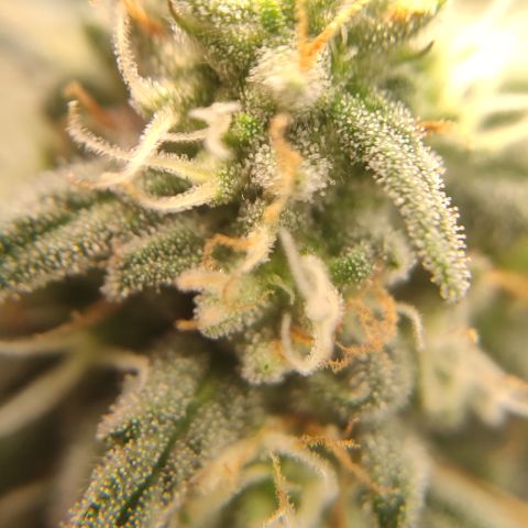 Critical #1 growlog timeline photo