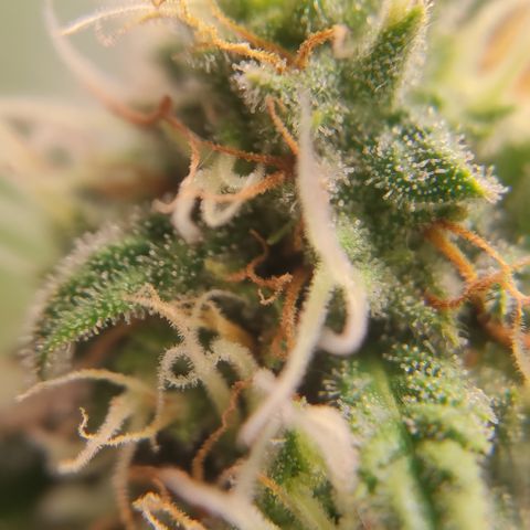 Northern Lights #1 growlog timeline photo