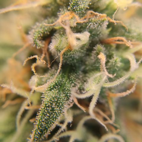 Northern Lights #1 growlog timeline photo
