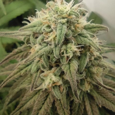Northern Lights #1 growlog timeline photo