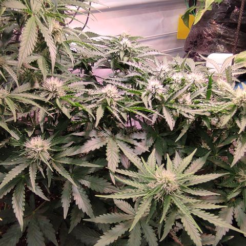GMO Auto  growlog timeline photo