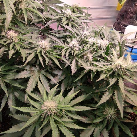 GMO Auto  growlog timeline photo