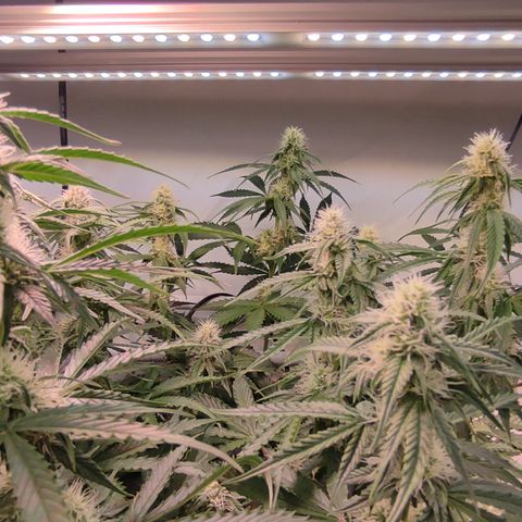 Runtz F1 Auto #1 growlog timeline photo
