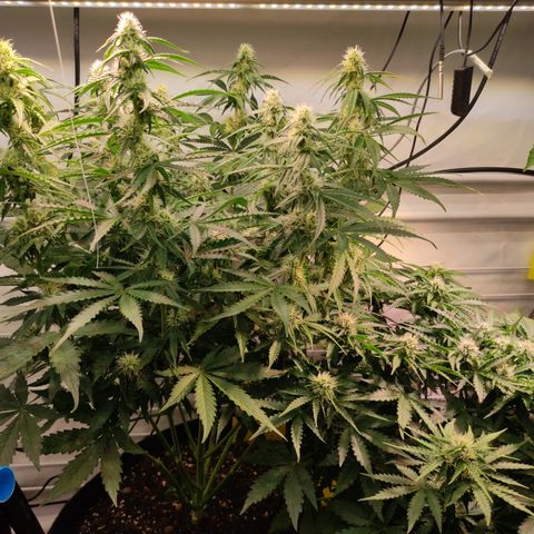 Runtz F1 Auto #1 growlog timeline photo