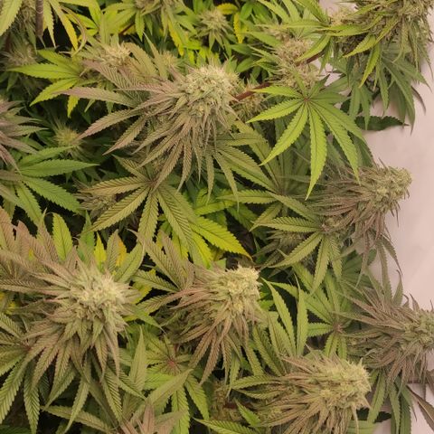 Northern Lights #3 growlog timeline photo