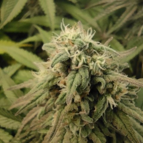 Northern Lights #1 growlog timeline photo