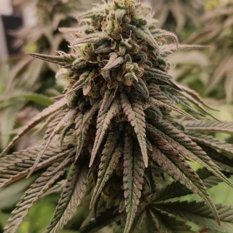 Northern Lights #3 growlog timeline photo