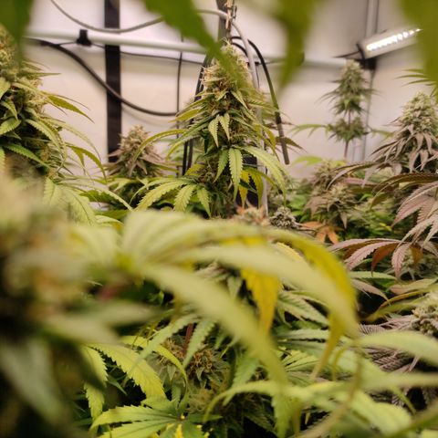 Northern Lights #1 growlog timeline photo