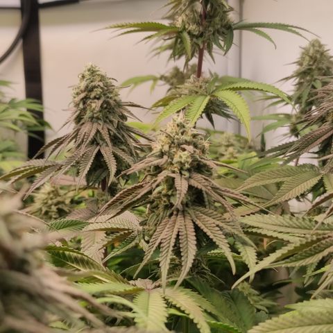Northern Lights #1 growlog timeline photo