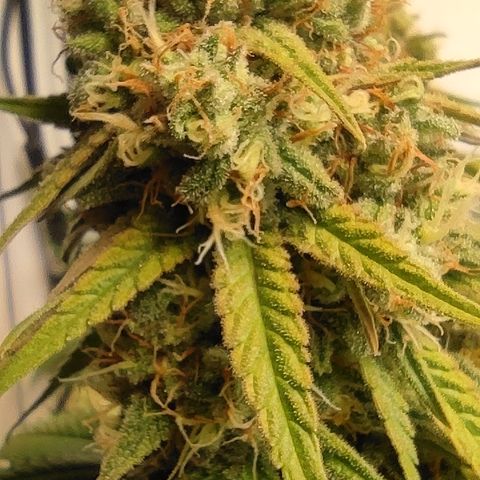 Critical #1 growlog timeline photo