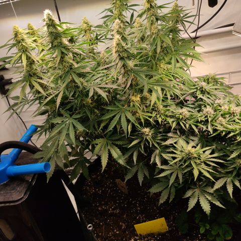 Runtz F1 Auto #1 growlog timeline photo