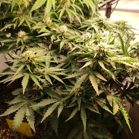 GMO Auto  growlog timeline photo