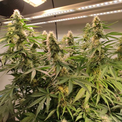 Runtz F1 Auto #1 growlog timeline photo