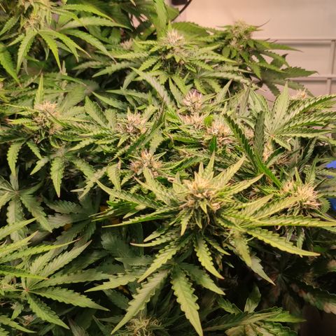 GMO Auto  growlog timeline photo