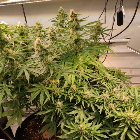 Runtz F1 Auto #1 growlog timeline photo