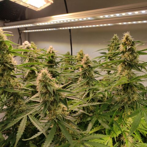 Runtz F1 Auto #1 growlog timeline photo