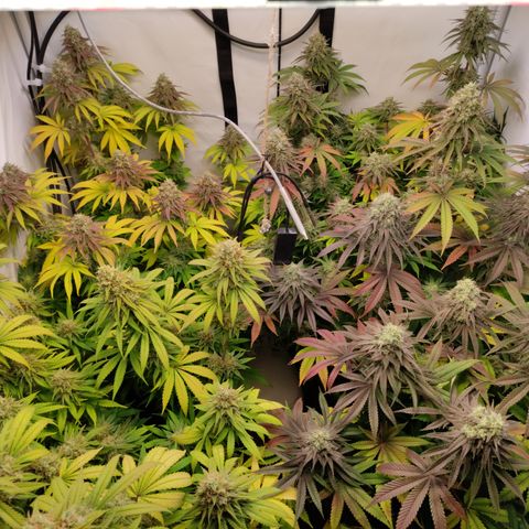 Northern Lights #1 growlog timeline photo