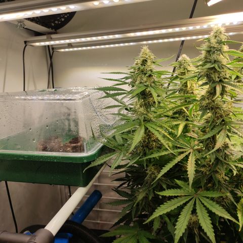 Mandarine Jam #1 growlog timeline photo