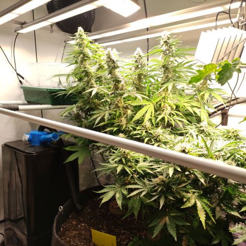 Mandarine Jam #1 growlog timeline photo