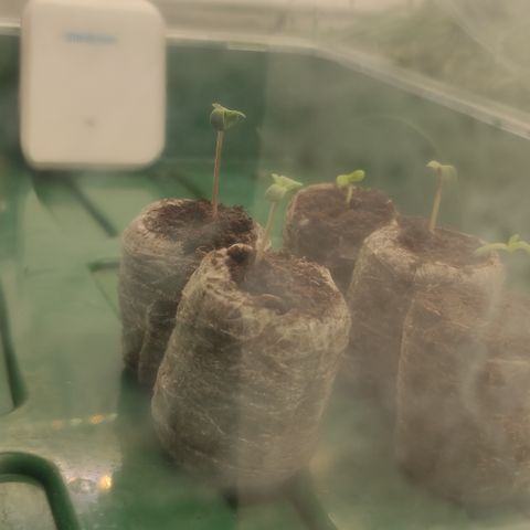 Mandarine Jam #1 growlog timeline photo