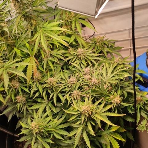 GMO Auto  growlog timeline photo