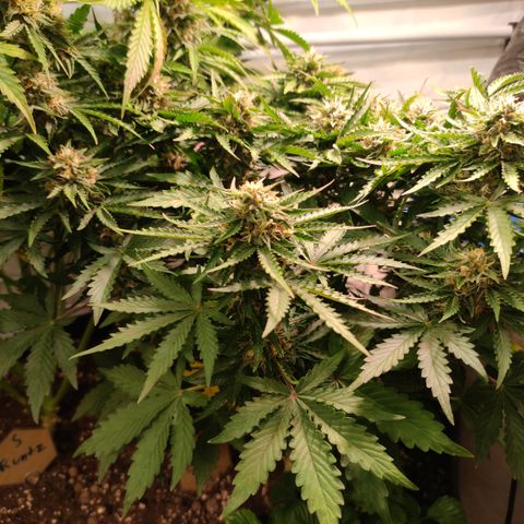 GMO Auto  growlog timeline photo