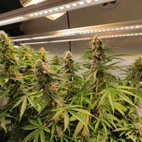 Runtz F1 Auto #1 growlog timeline photo