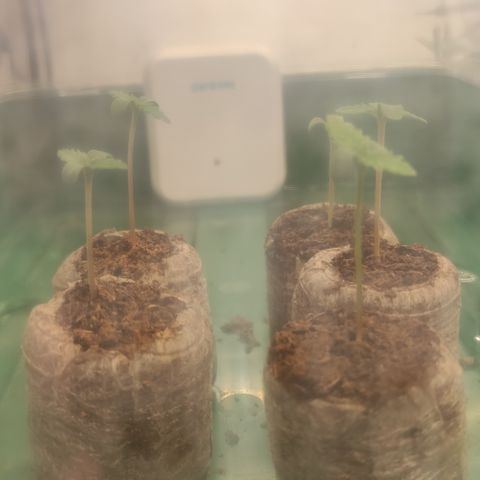 Mandarine Jam #1 growlog timeline photo