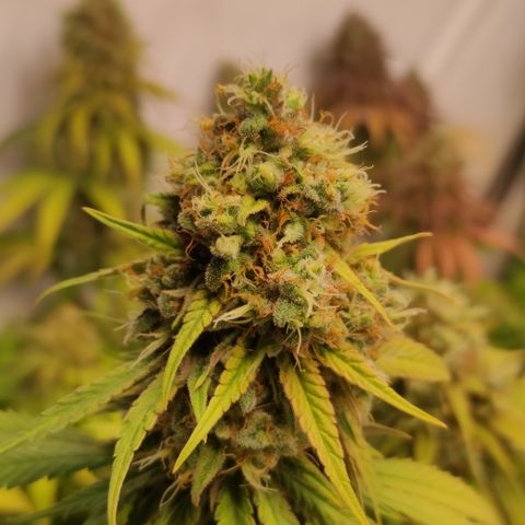 Critical #1 growlog timeline photo