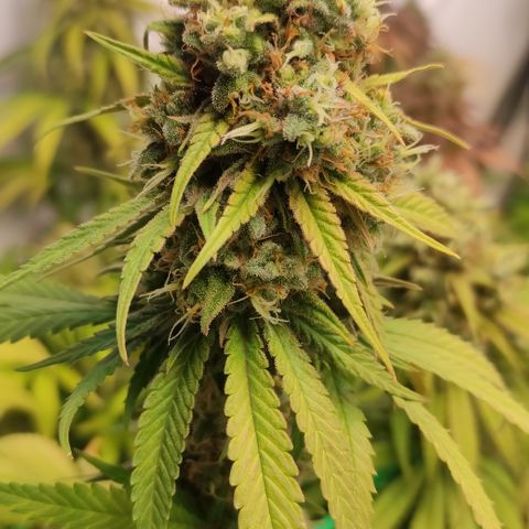 Critical #1 growlog timeline photo