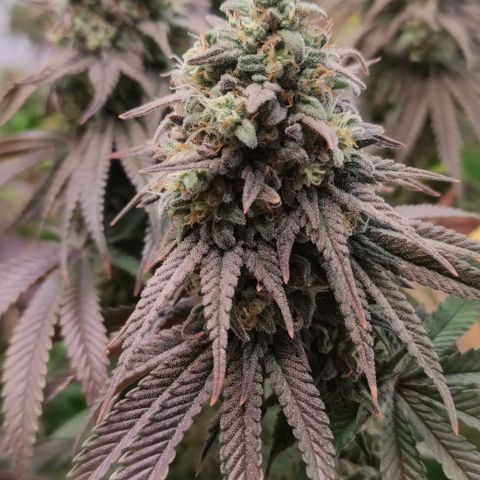 Northern Lights #1 growlog timeline photo