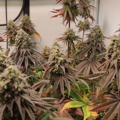 Northern Lights #3 growlog timeline photo