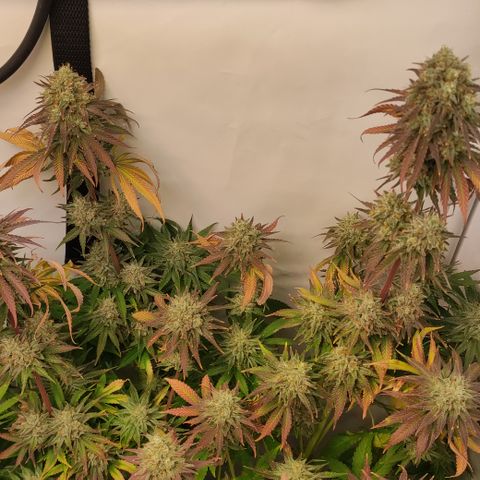 Northern Lights #3 growlog timeline photo