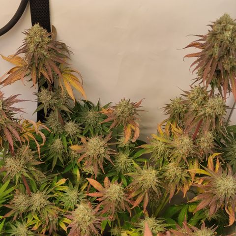Northern Lights #3 growlog timeline photo