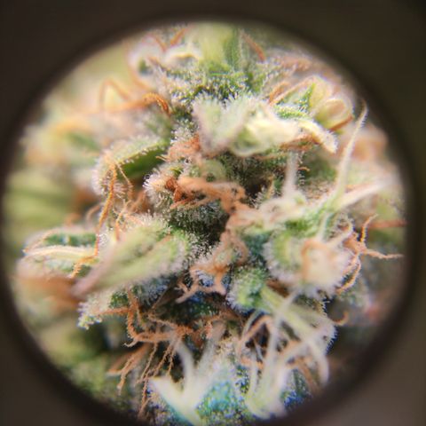 Critical #1 growlog timeline photo