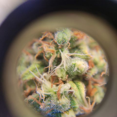 Critical #1 growlog timeline photo