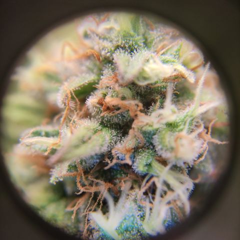 Critical #1 growlog timeline photo