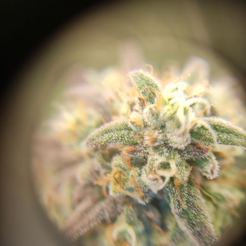 Northern Lights #1 growlog timeline photo