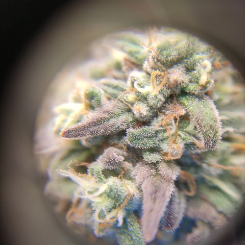 Northern Lights #1 growlog timeline photo