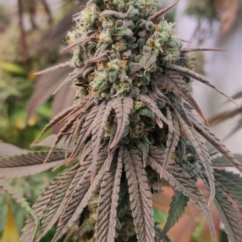 Northern Lights #1 growlog timeline photo