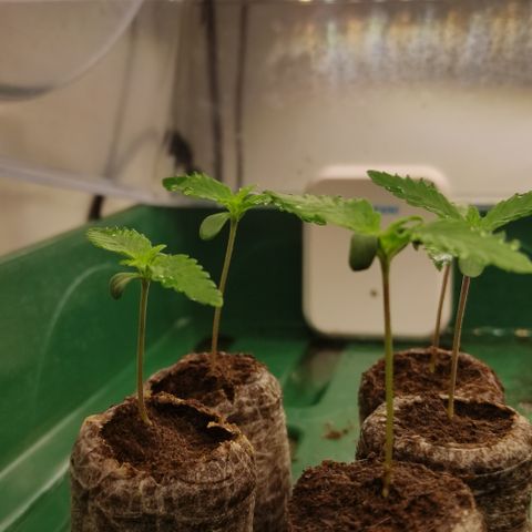 Mandarine Jam #1 growlog timeline photo