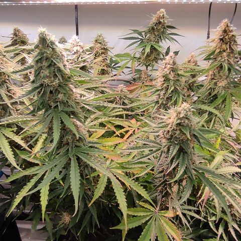 Runtz F1 Auto #1 growlog timeline photo