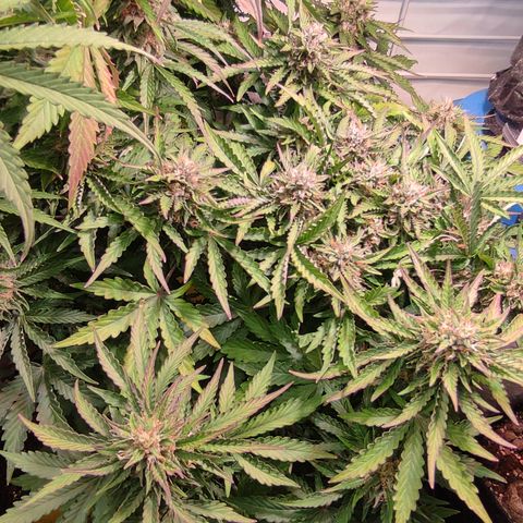 GMO Auto  growlog timeline photo